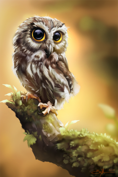 Owl