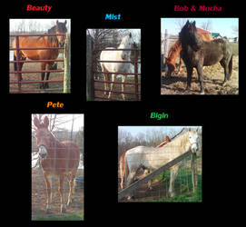 My Horses