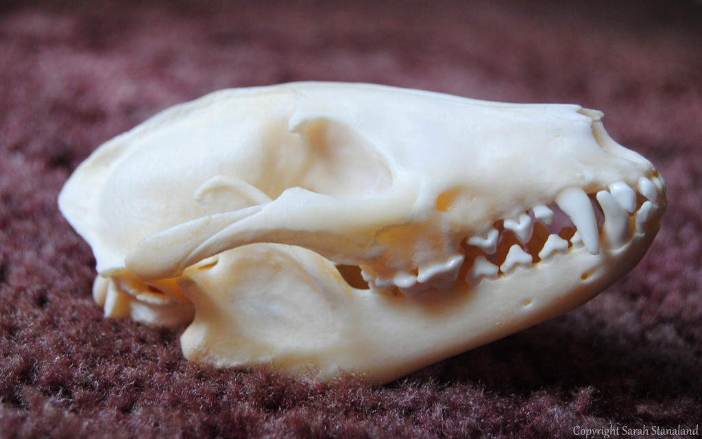 Tanuki Skull