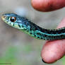 Garter Snake