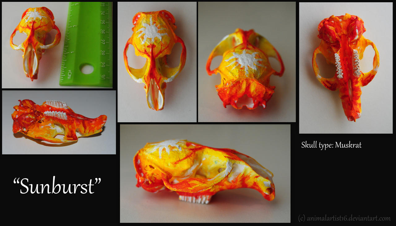 Sunburst - Painted Muskrat Skull- FOR SALE