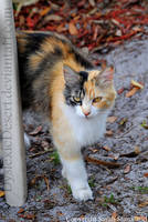 Calico