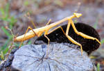 Praying Mantis