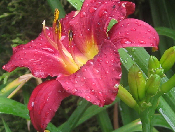 Red flower