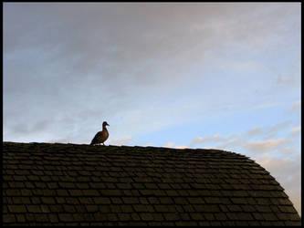 Duck on a Roof