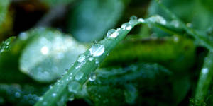 Water Drops