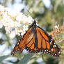 Butterfly Wings