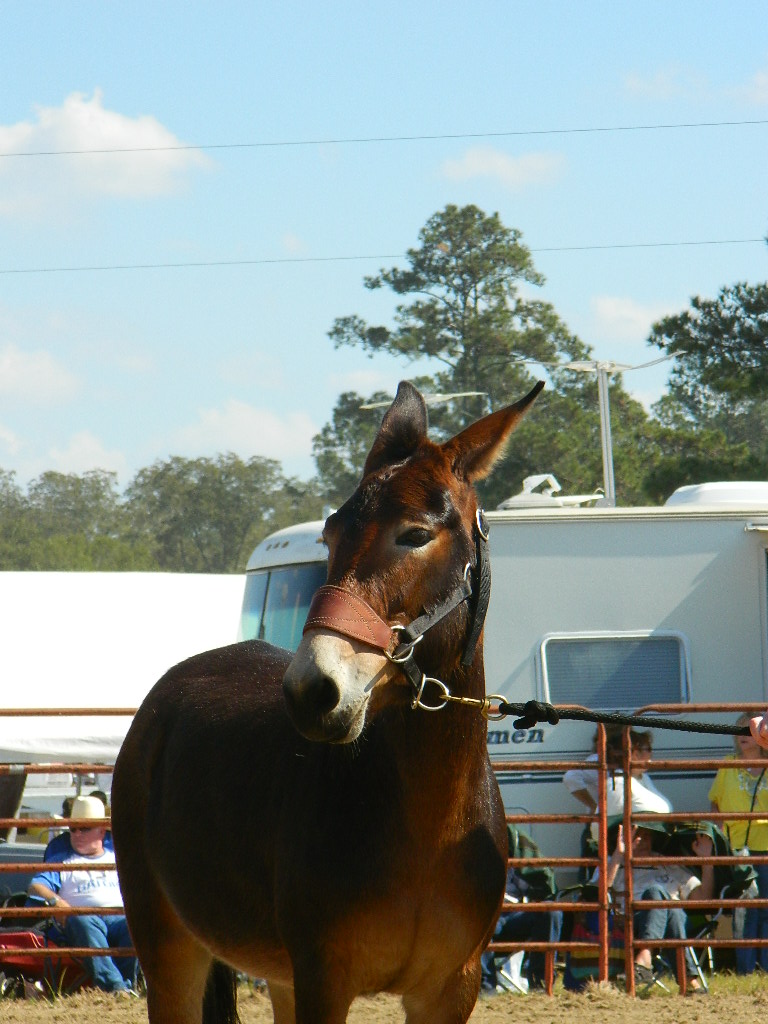 Mule Day-Calvary-Georgia10