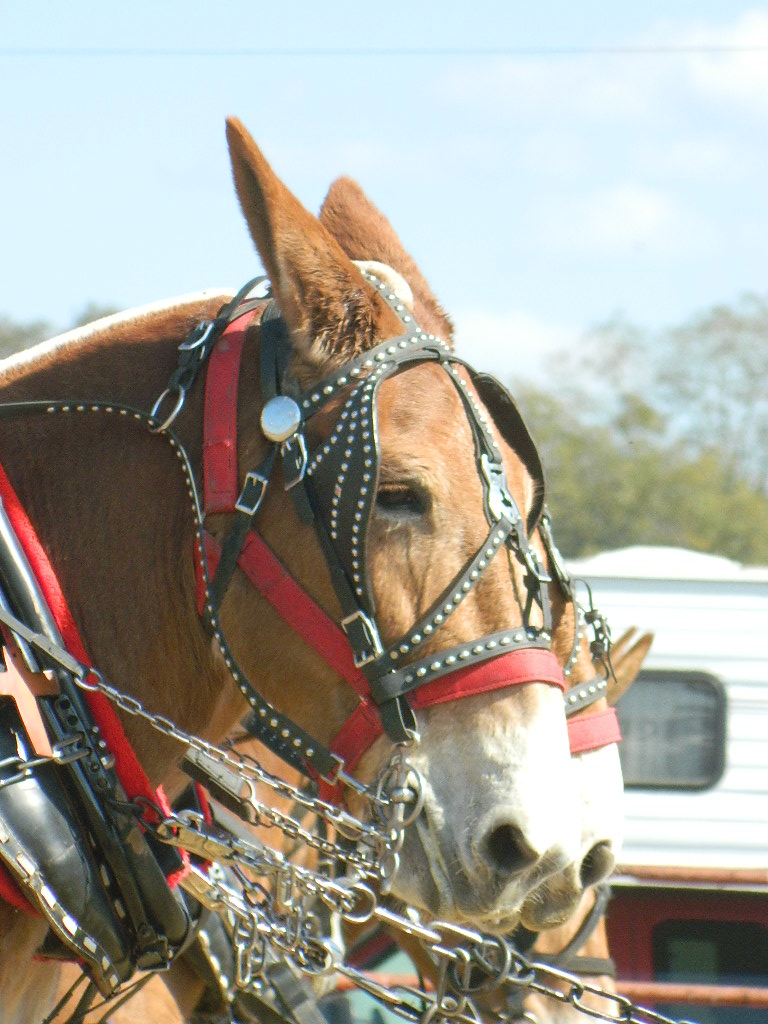 Mule Day-Calvary-Georgia13