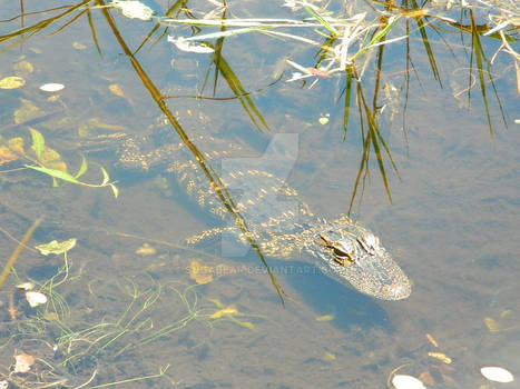 Baby Gator Body