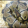 Ball Python