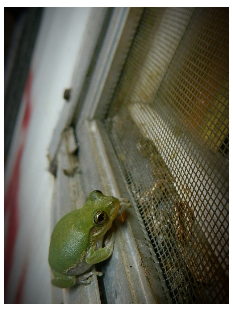 Frog - Peeping Thru the Window