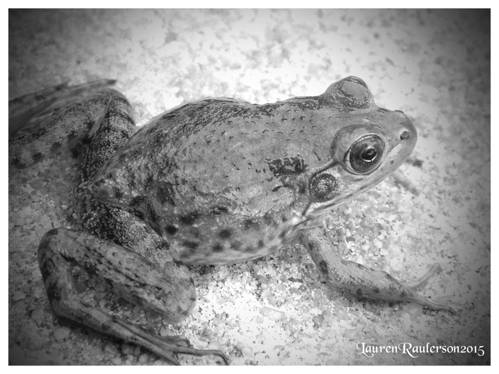 Frog1-