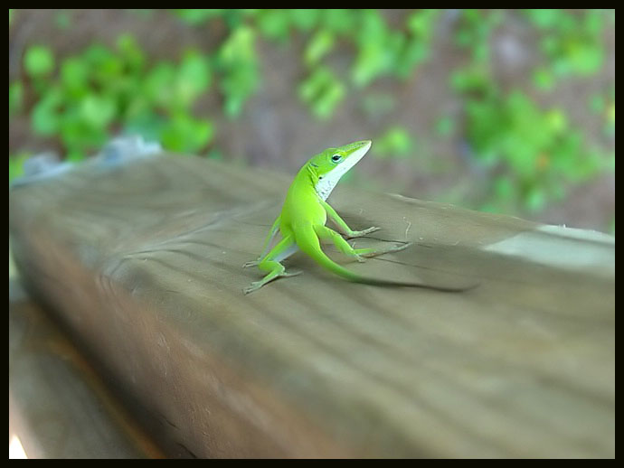 Portrait - Anole