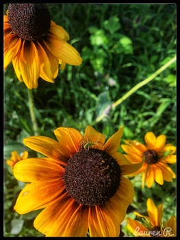 Black Eyed Susans 