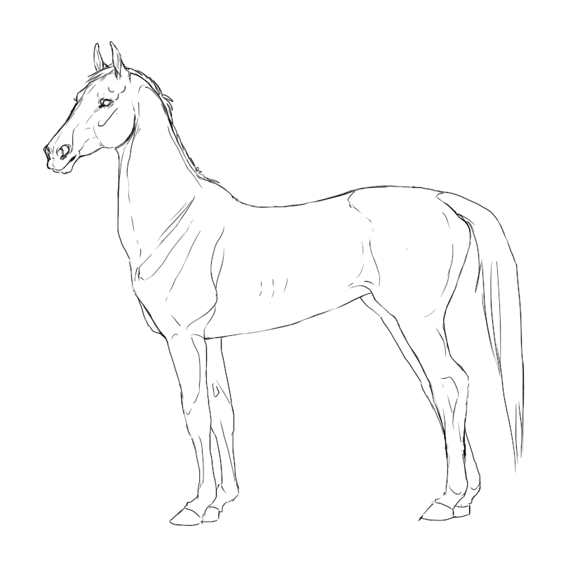 Akhal-teke stallion lineart