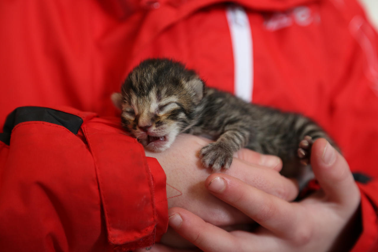 1 Week Old Python 1 Week Old Kitten by danielpatrickphoto on DeviantArt