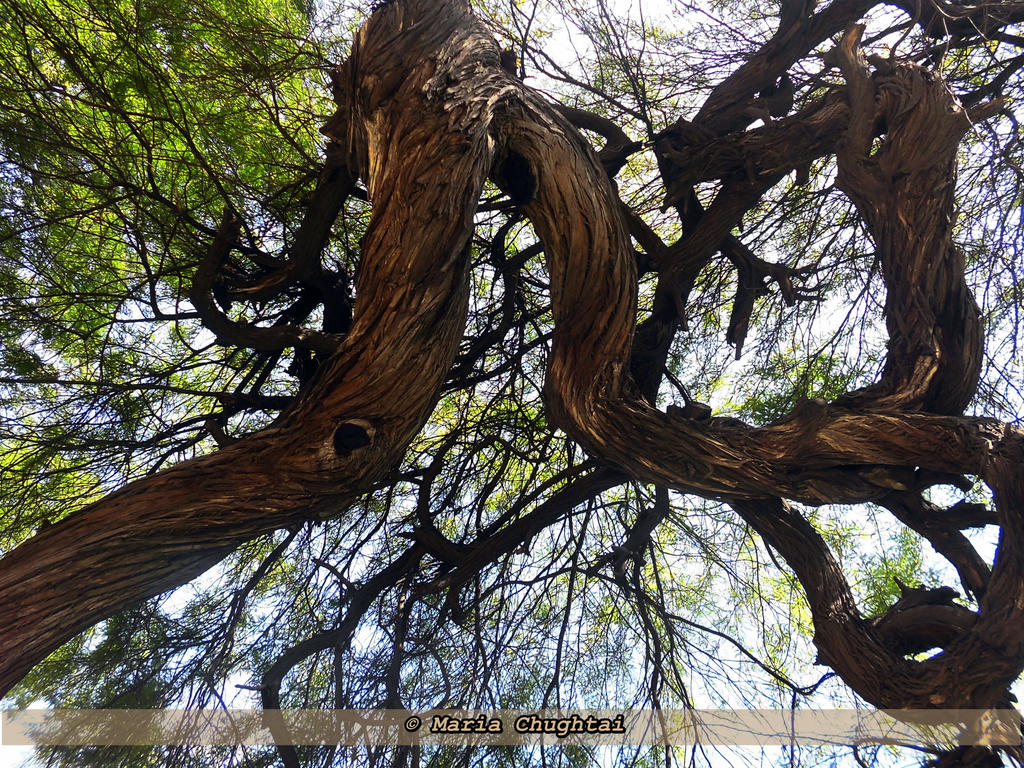 Winding Tree by mariachughtai on DeviantArt