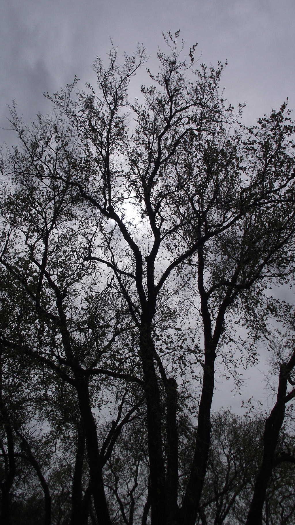 Sun through the leaves