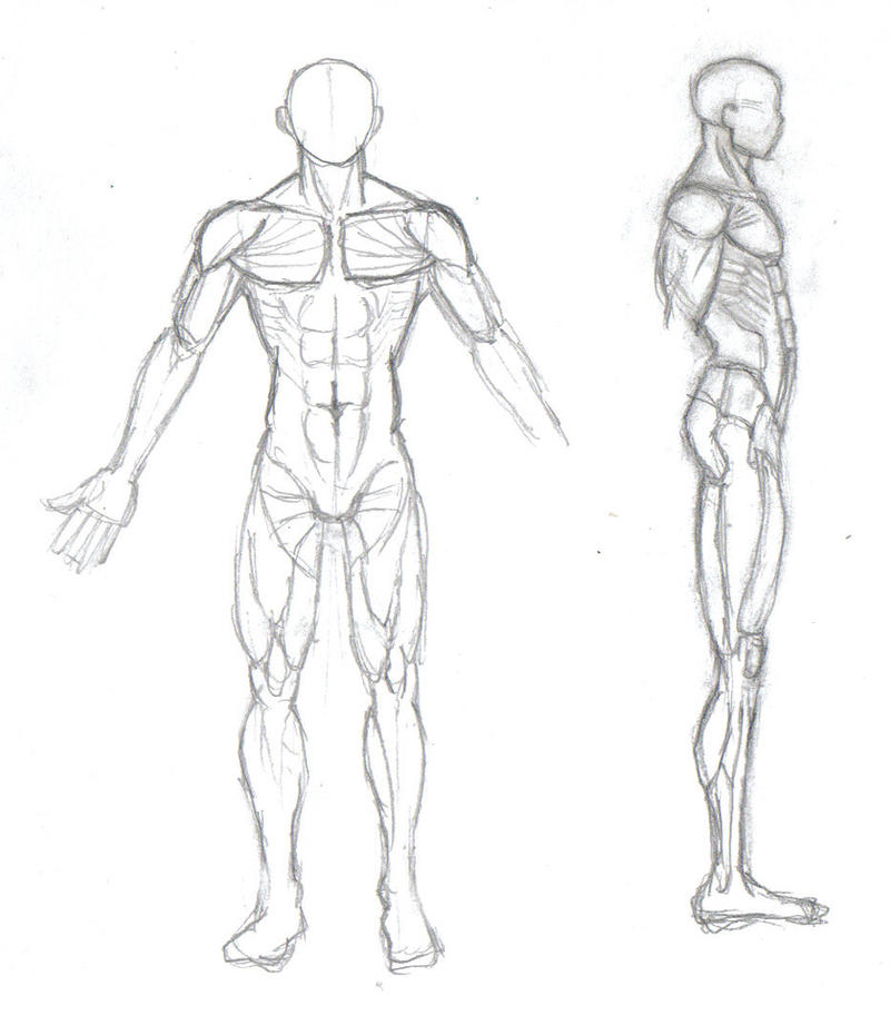 Human Body Sketch By Mmawolf On Deviantart