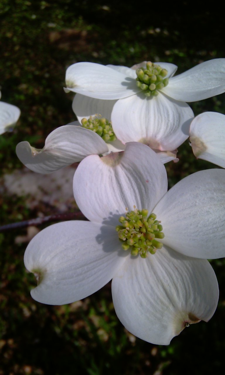 Flowering Dogwood