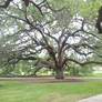 Century Tree at Texas A+M University