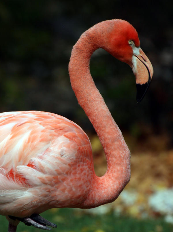 Pink Flamingo