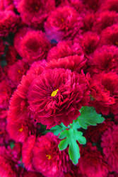 Chrysanthemum