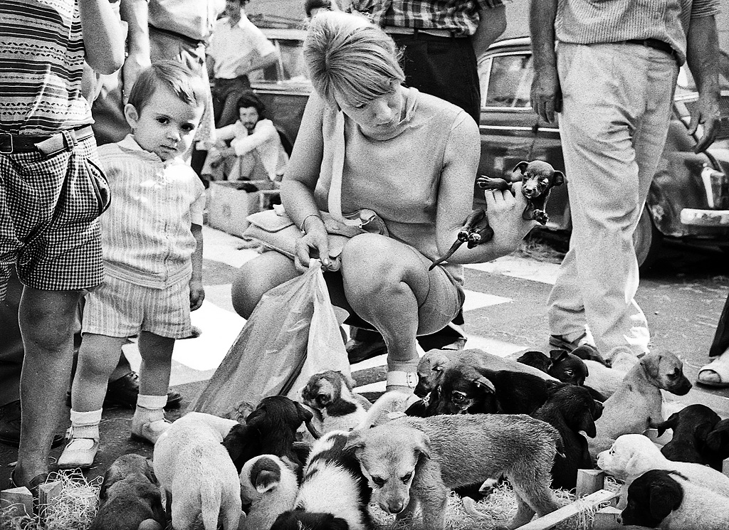 The puppy market by sandas04 The puppy market by sandas04