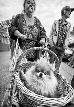 Dog in a basket