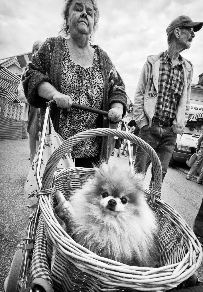 Dog in a basket by sandas04