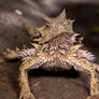 horned lizard