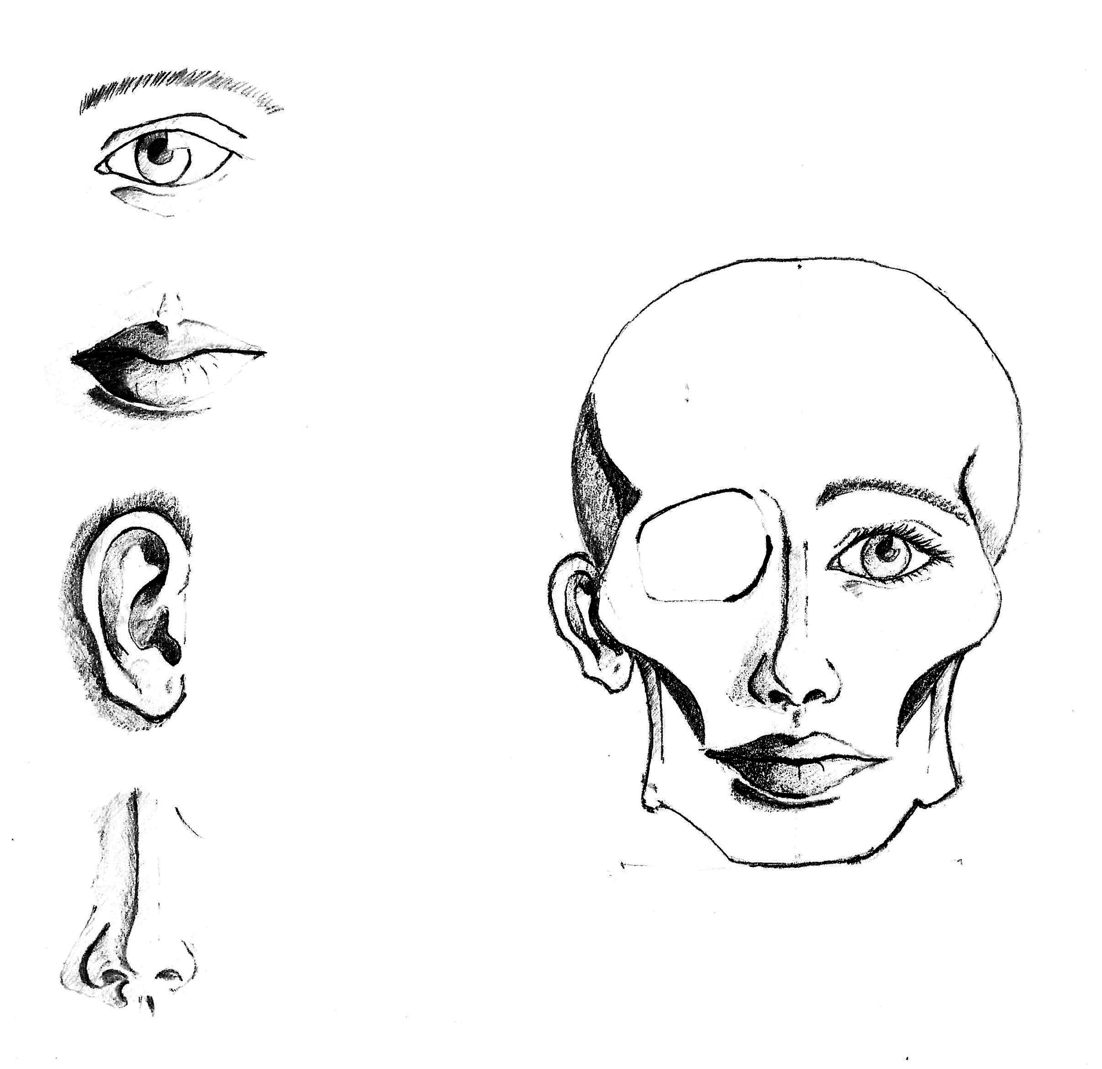 Module Face Drawing Human face study by drawmepurple on DeviantArt