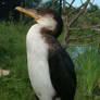 Cormorant