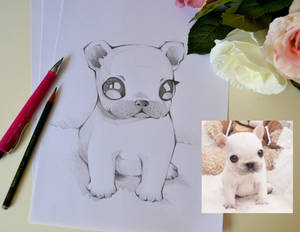 Cute French Bulldog