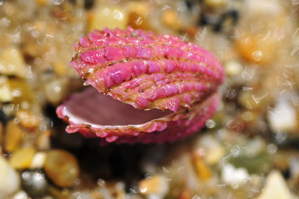 Pink Clam by argopete on DeviantArt
