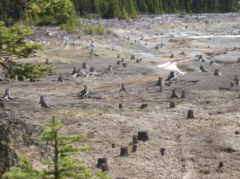 Clear cut forest