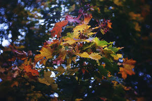 autumn colors