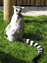 Lemur Stock 7