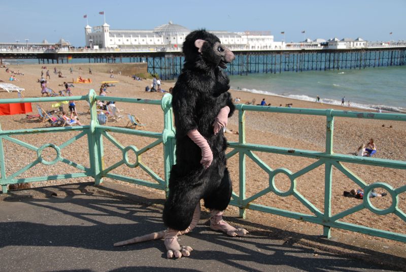 Pox: Seaside Rat