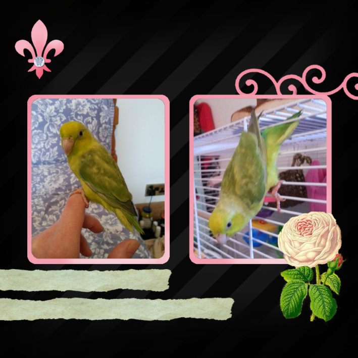 Olive the Parrotlet