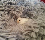 The Perfect Nest by CuriousCreatures
