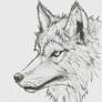 Grey wolf 2