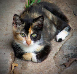 The Memory Of The Calico Cat