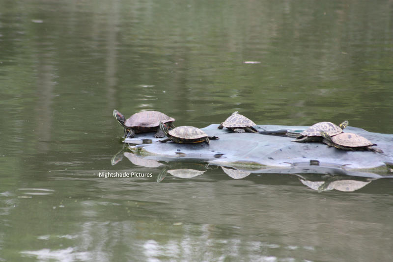 Turtle March Deviantart Three Rocks Turtle Rock by JimNightshade on DeviantArt