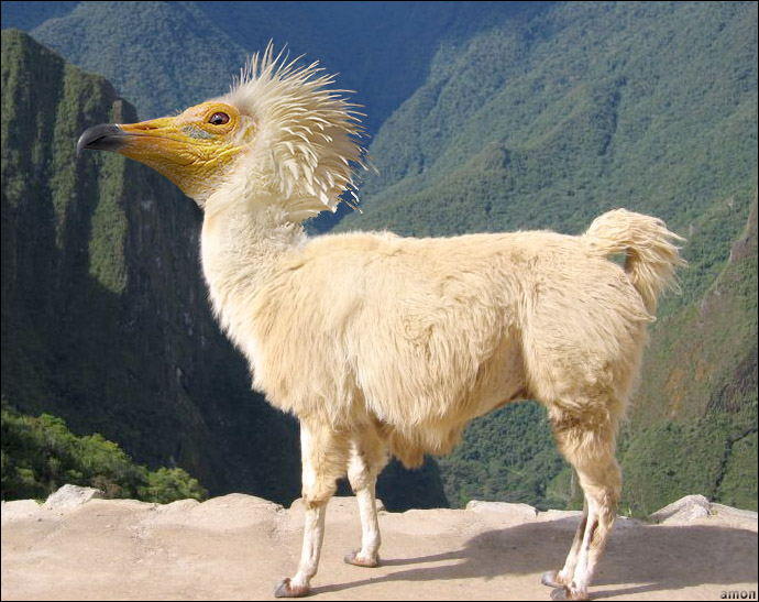 llamabird