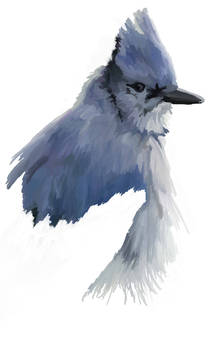 Blue Jay for a special someone