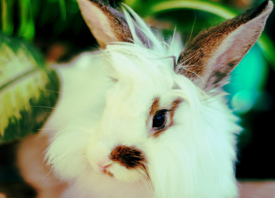 Kumoamu Rabbit Tom by kouchimaru on DeviantArt