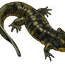 Eastern Tiger Salamander