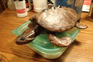 Toxochelys maquette2